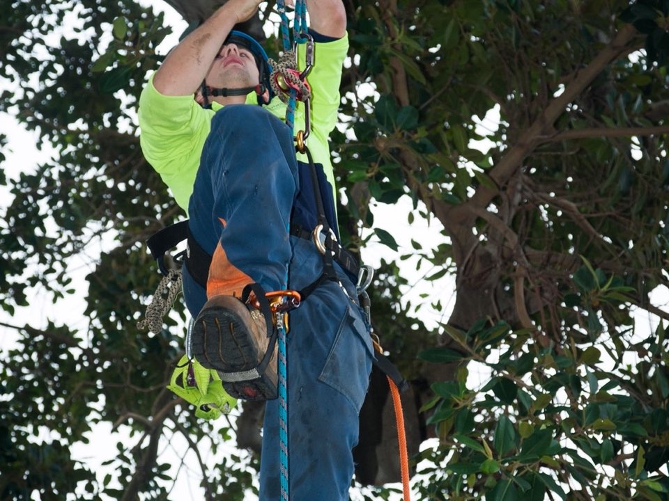 Qualified arborist working in a mature tree during an Enviro Trees UK survey in West Lothian