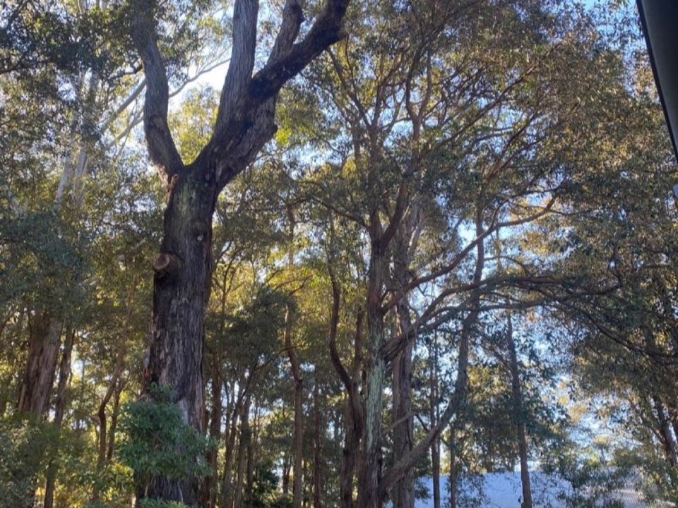 Mature trees in West Lothian parkland with a property visible in the background